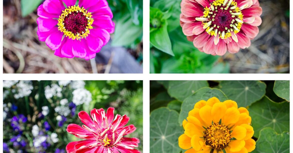 Year-round gardening: Zinnias are the flower of choice for abundant blooms | Lifestyle Year-round gardening: Zinnias are the flower of choice for abundant blooms | Lifestyle