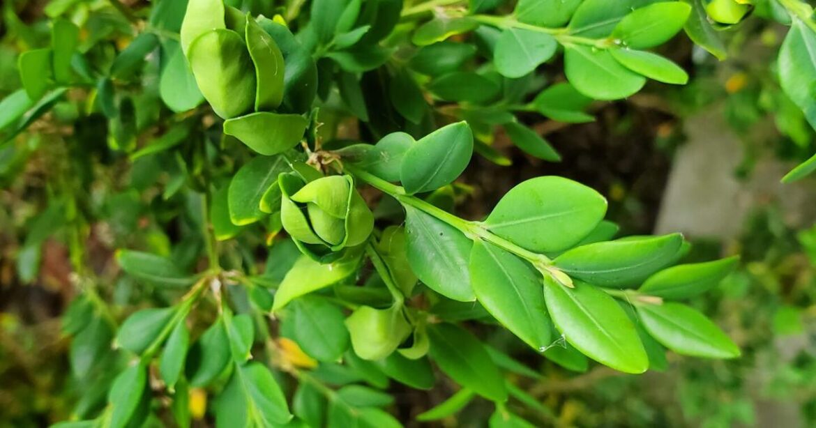 In the Garden | Natural backdrop | Gardening