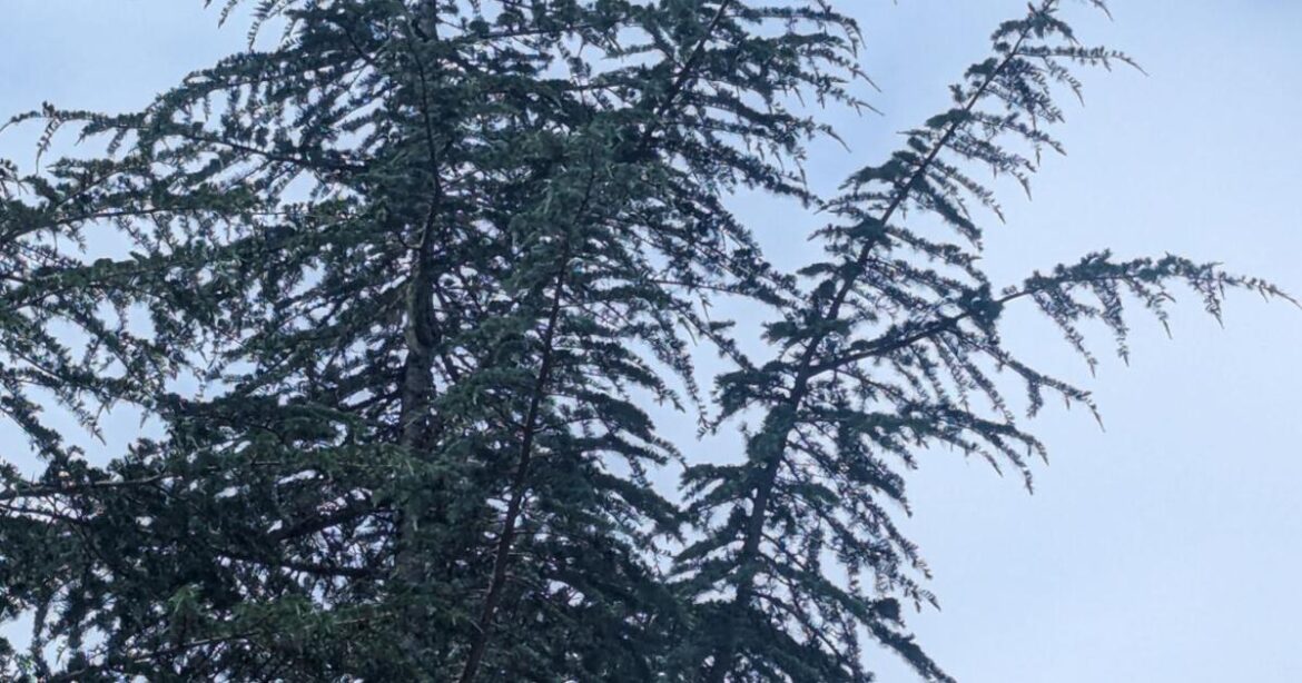 Street trees must be adaptable | Tony Tomeo | Home & Garden Street trees must be adaptable | Tony Tomeo | Home & Garden