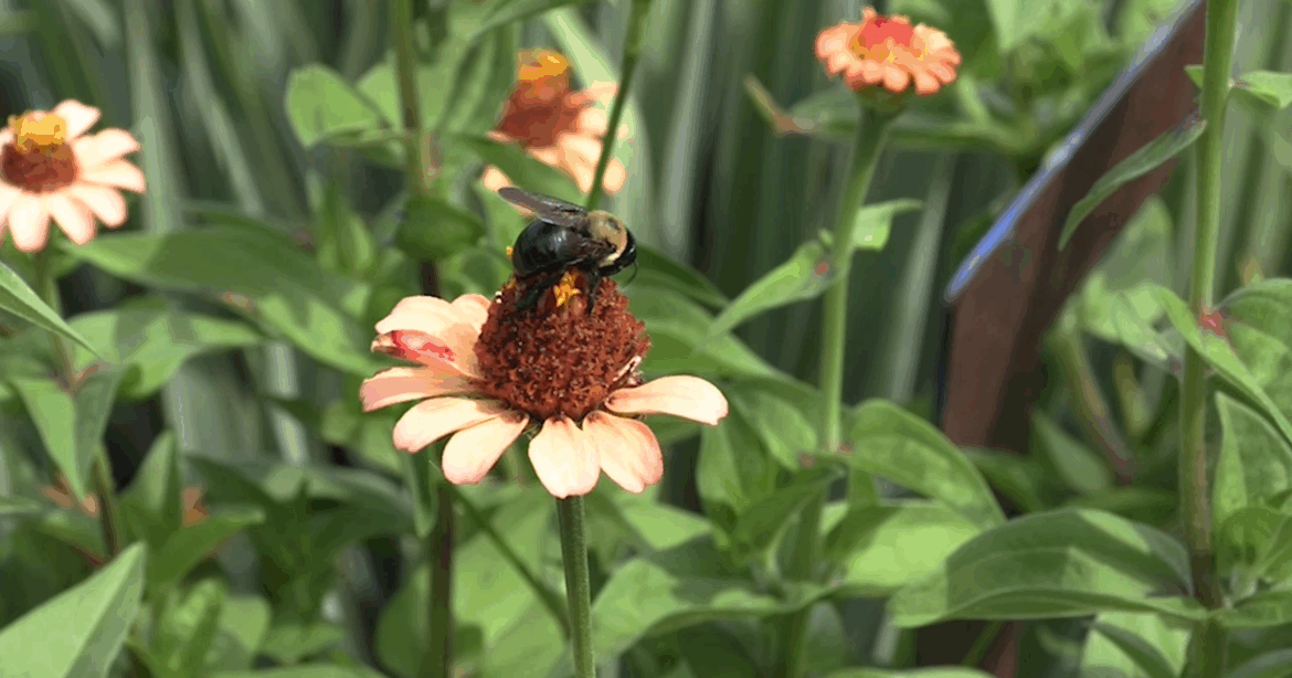 Local gardeners learn how to support pollinators amid population decline | Allen County Local gardeners learn how to support pollinators amid population decline | Allen County