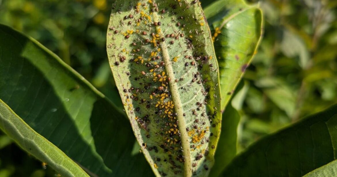 GARDEN GUIDE: Battling aphids on your milkweed | Archives