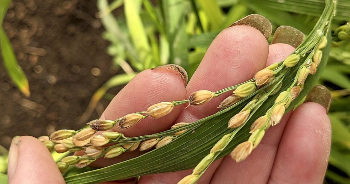 Want to grow your own rice? A step-by-step guide for adventurous gardeners | Lifestyles