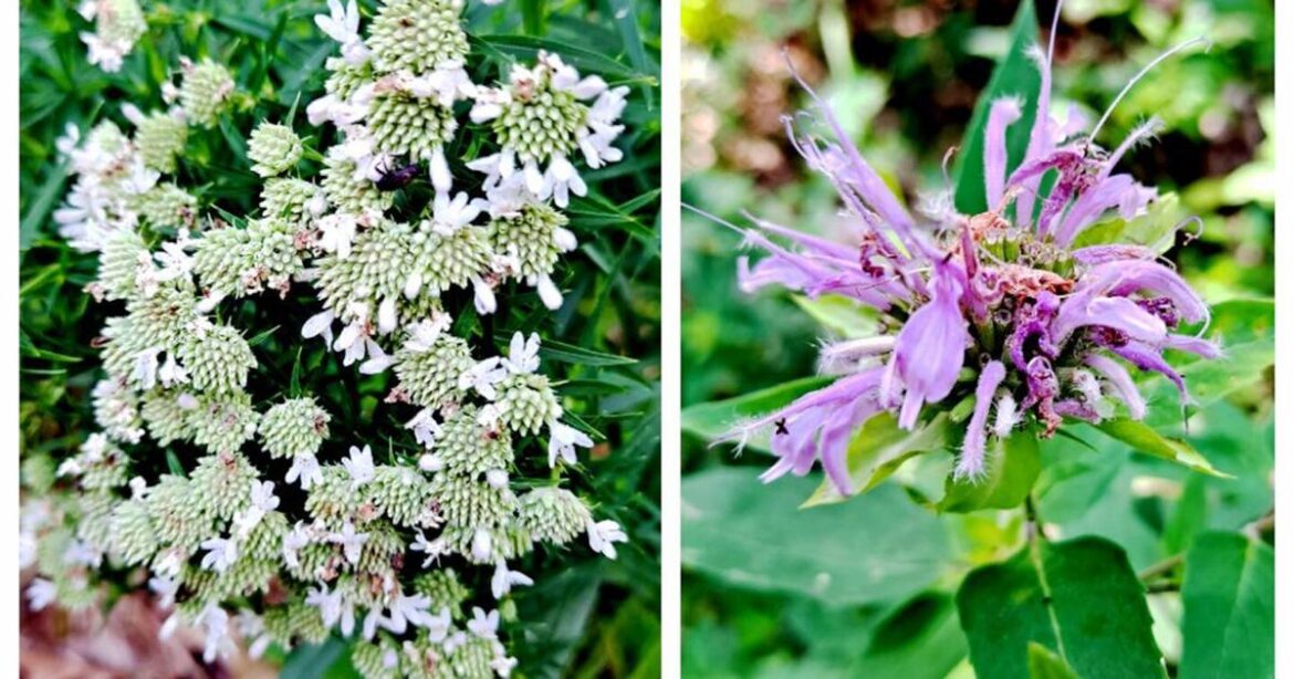 Sandy Parrill: Mosquitoes, ticks part of the gardening life | News Sandy Parrill: Mosquitoes, ticks part of the gardening life | News