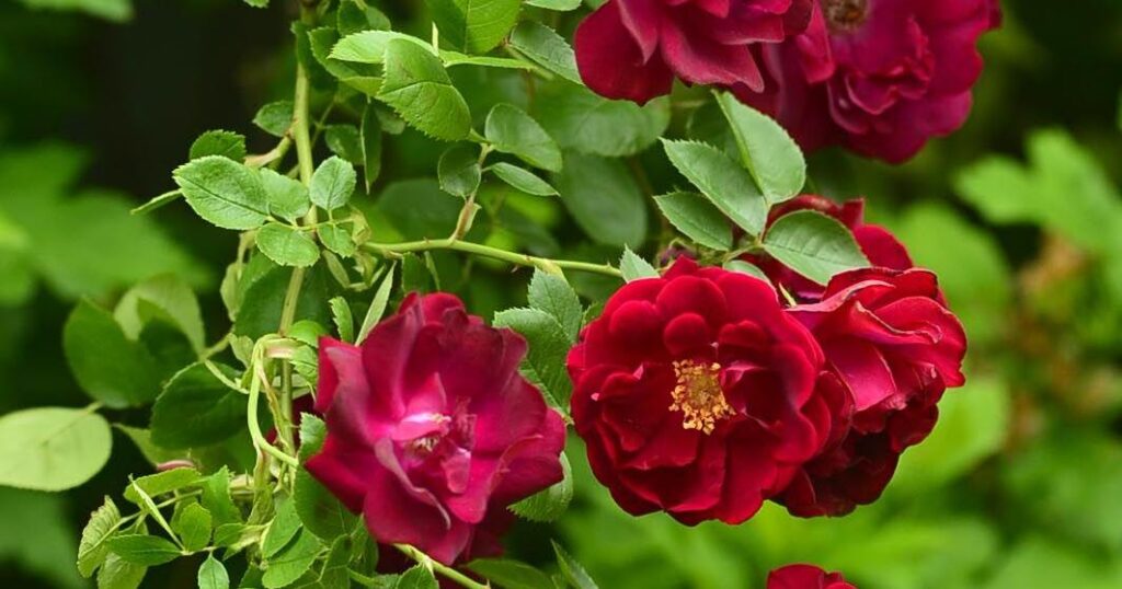Master Gardener: Watch out for Rose Rosette Disease | Lifestyles