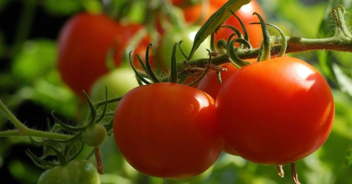 Tips for a healthy garden this summer from a Master Gardener | Things To Do