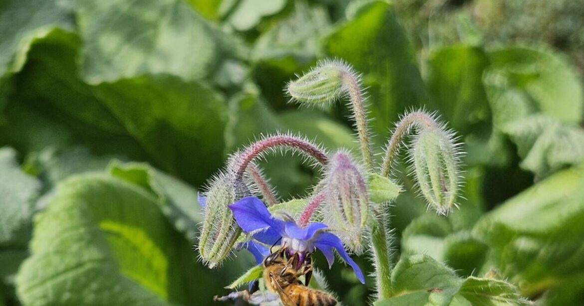 Here’s how to help your herb garden support pollinators [Master Gardener column] | Home & Garden