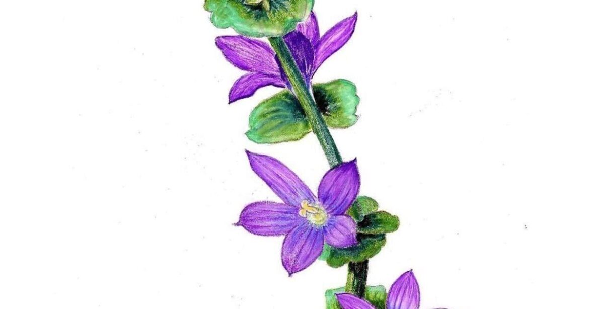 MORRIS: Wildflower an example of the beauty of God’s creation | Faith MORRIS: Wildflower an example of the beauty of God's creation | Faith