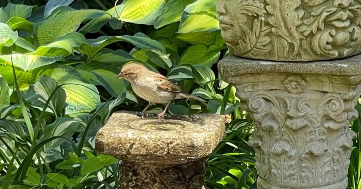 Around Cape Ann: Garden tour features 'neighborhood gems' | Lifestyle