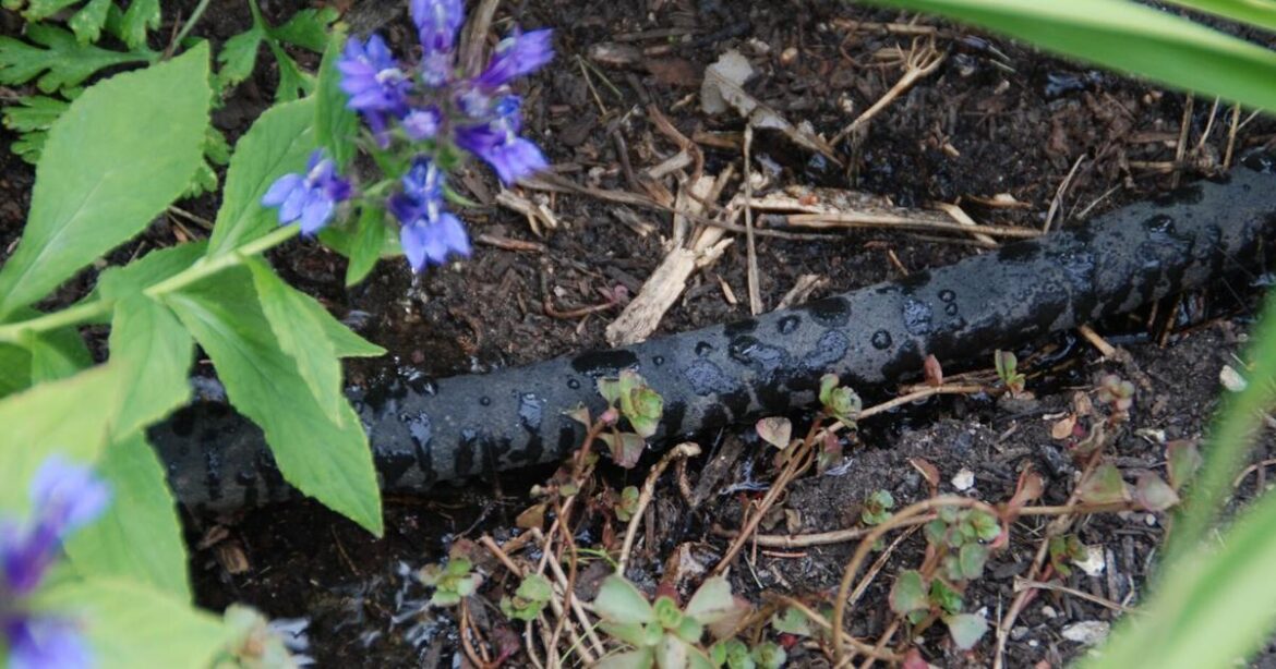 HOME AND GARDEN: Gardening in extreme heat | Premium Plus