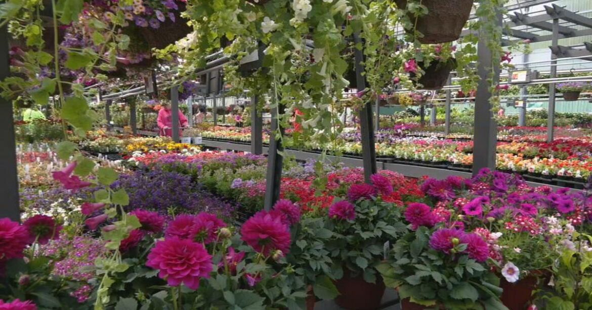 No question is off limits for your garden needs with Wallitsch Gardens | Morning