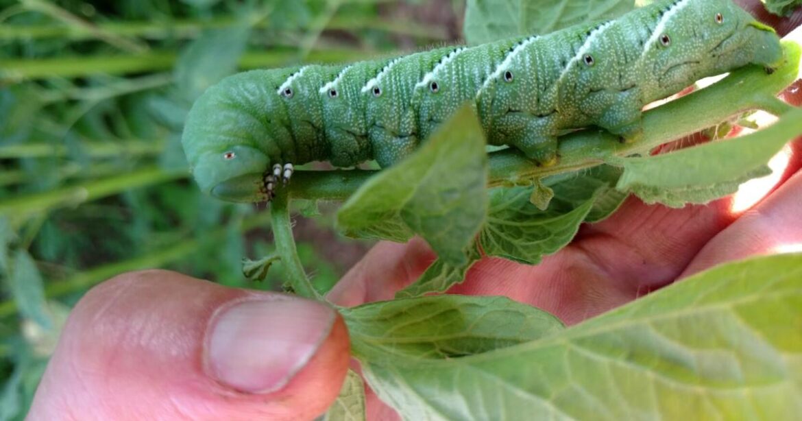 Master Gardener: Getting to know your tomato insect pests | News Master Gardener: Getting to know your tomato insect pests | News