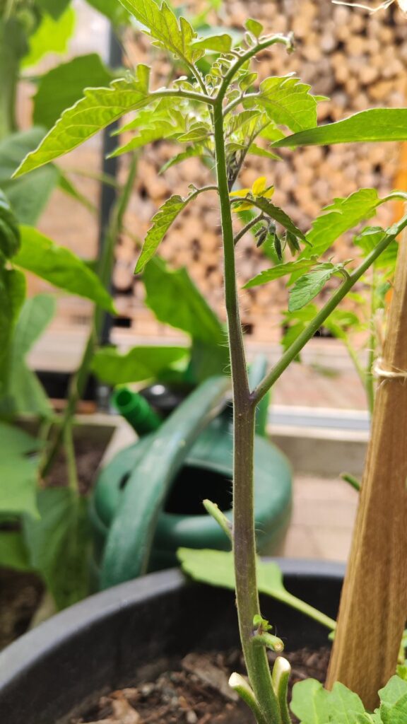Update on tomato/black nightshade graft: first flowers