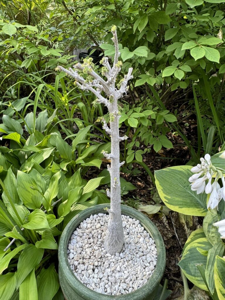 Dendrosicyos Socotranus