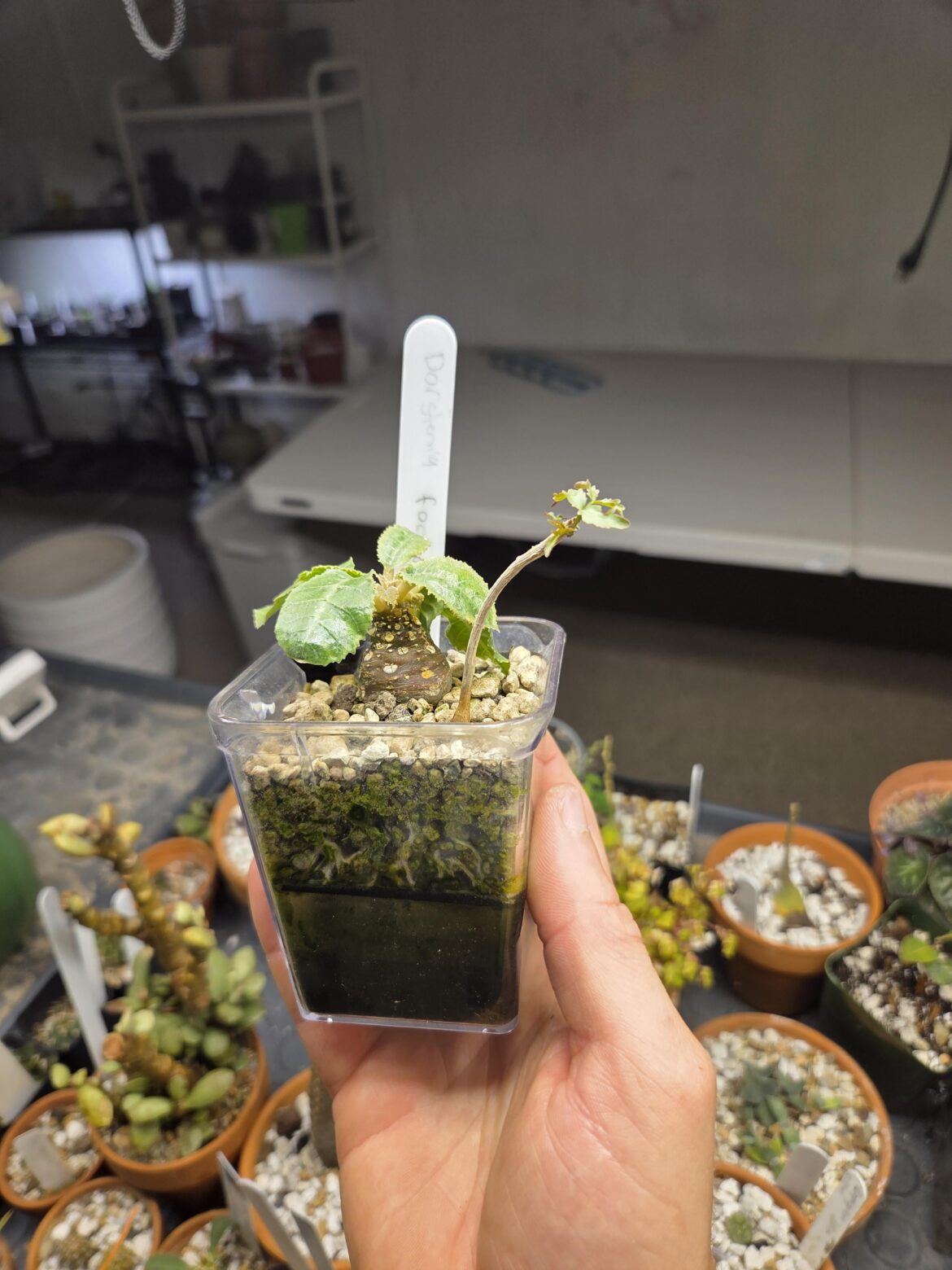 Dorstenia foetida x semi hydro experiment going very well!