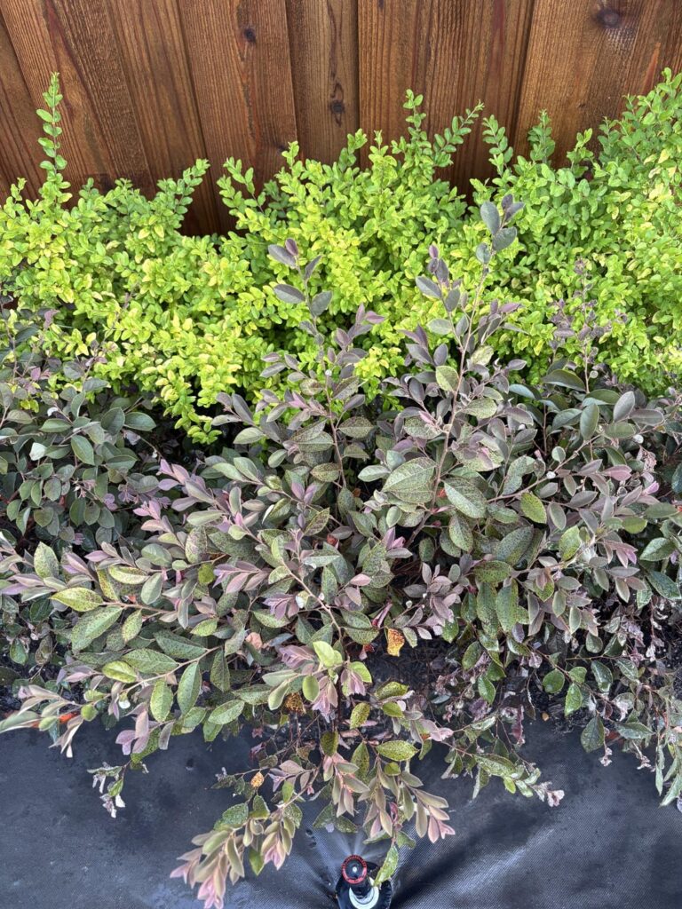 Plant Help