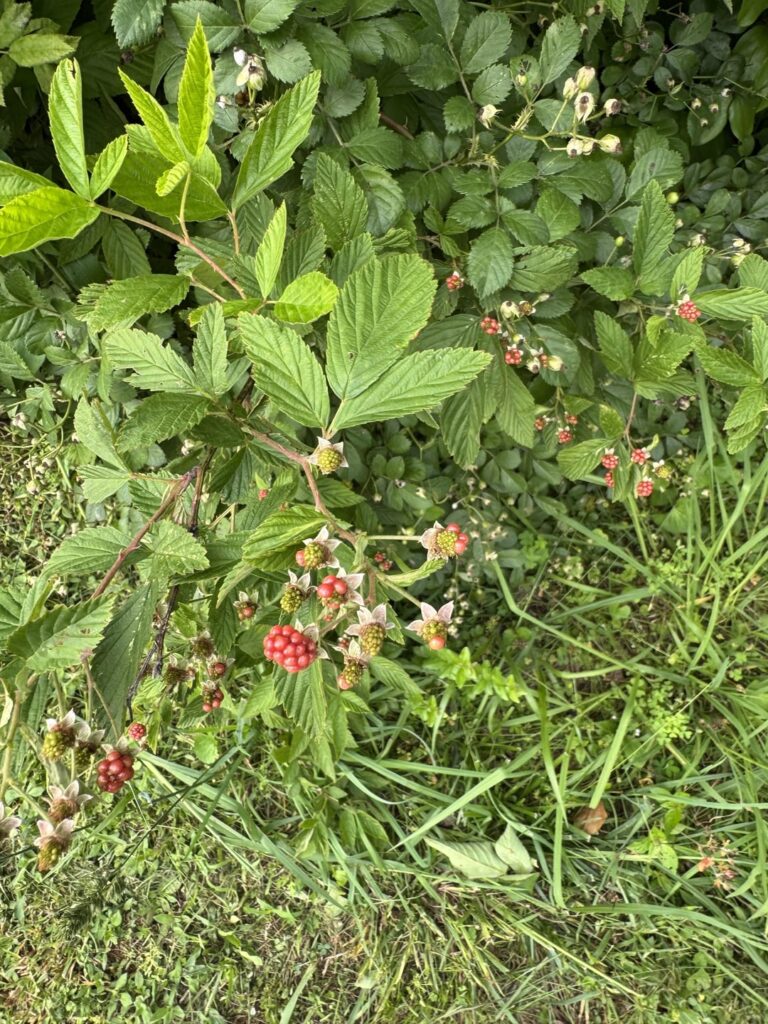 Are these blackberries?