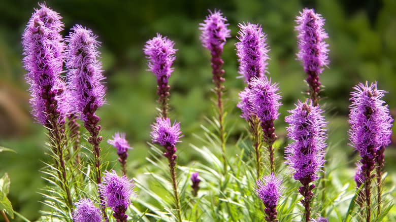 Purple blazing star flower spikes
