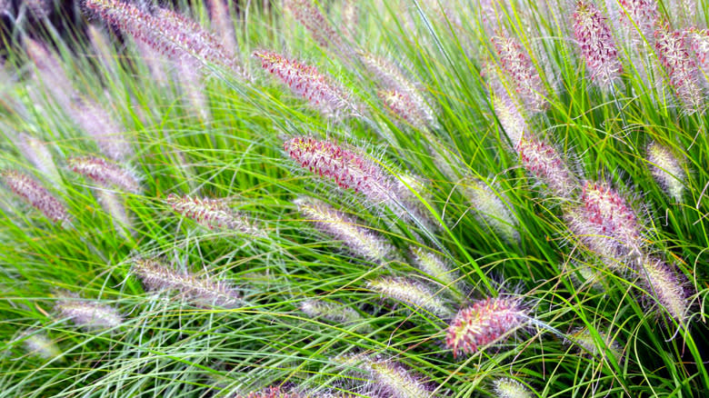 Closeup of Chinese fountaingrass
