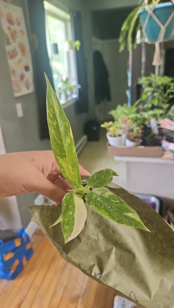 Identification help