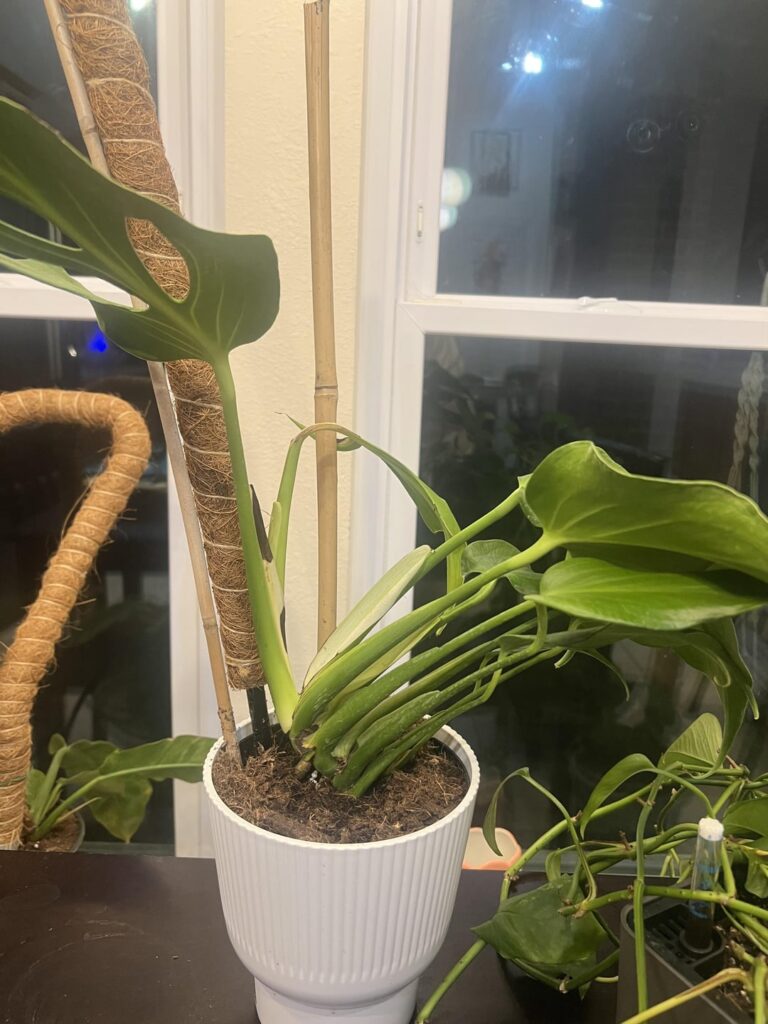 Should I repot my new BMF?