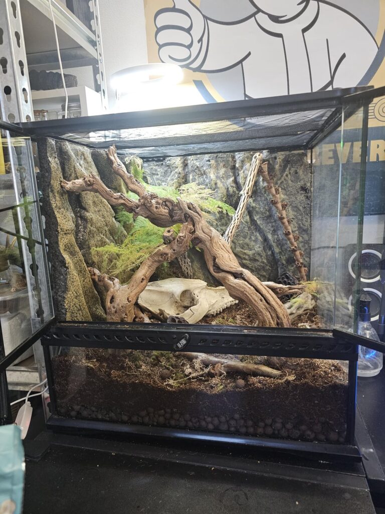 Mantis Vivarium!