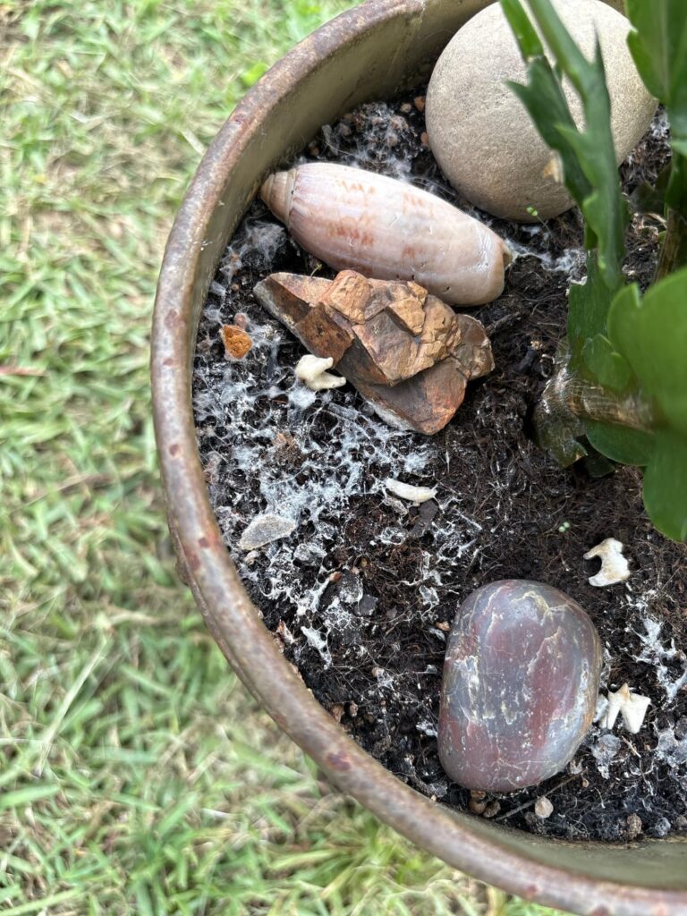 what’s going on with my xmas plant? what’s going on with my xmas plant?