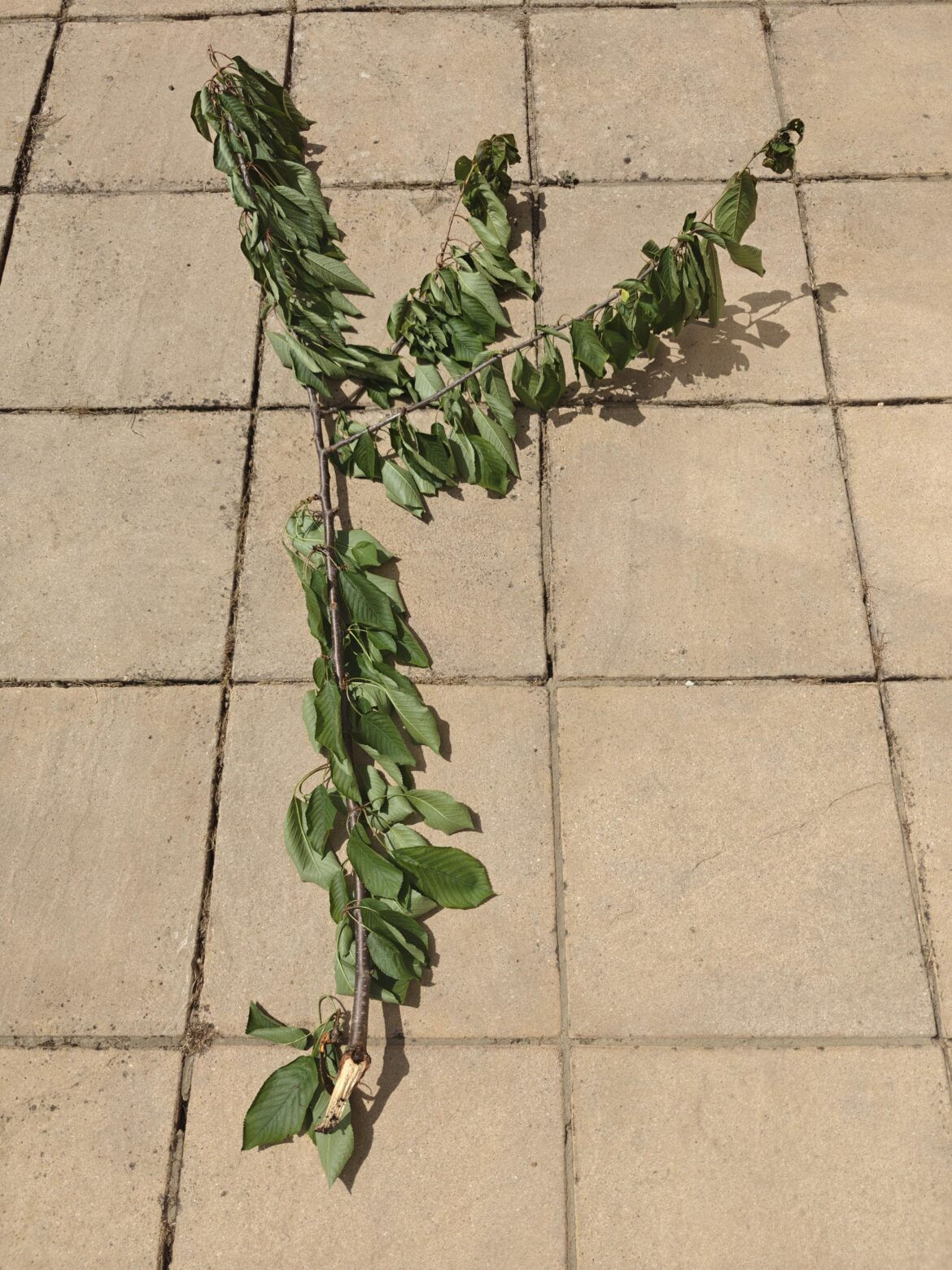 Cherry tree from branch Cherry tree from branch