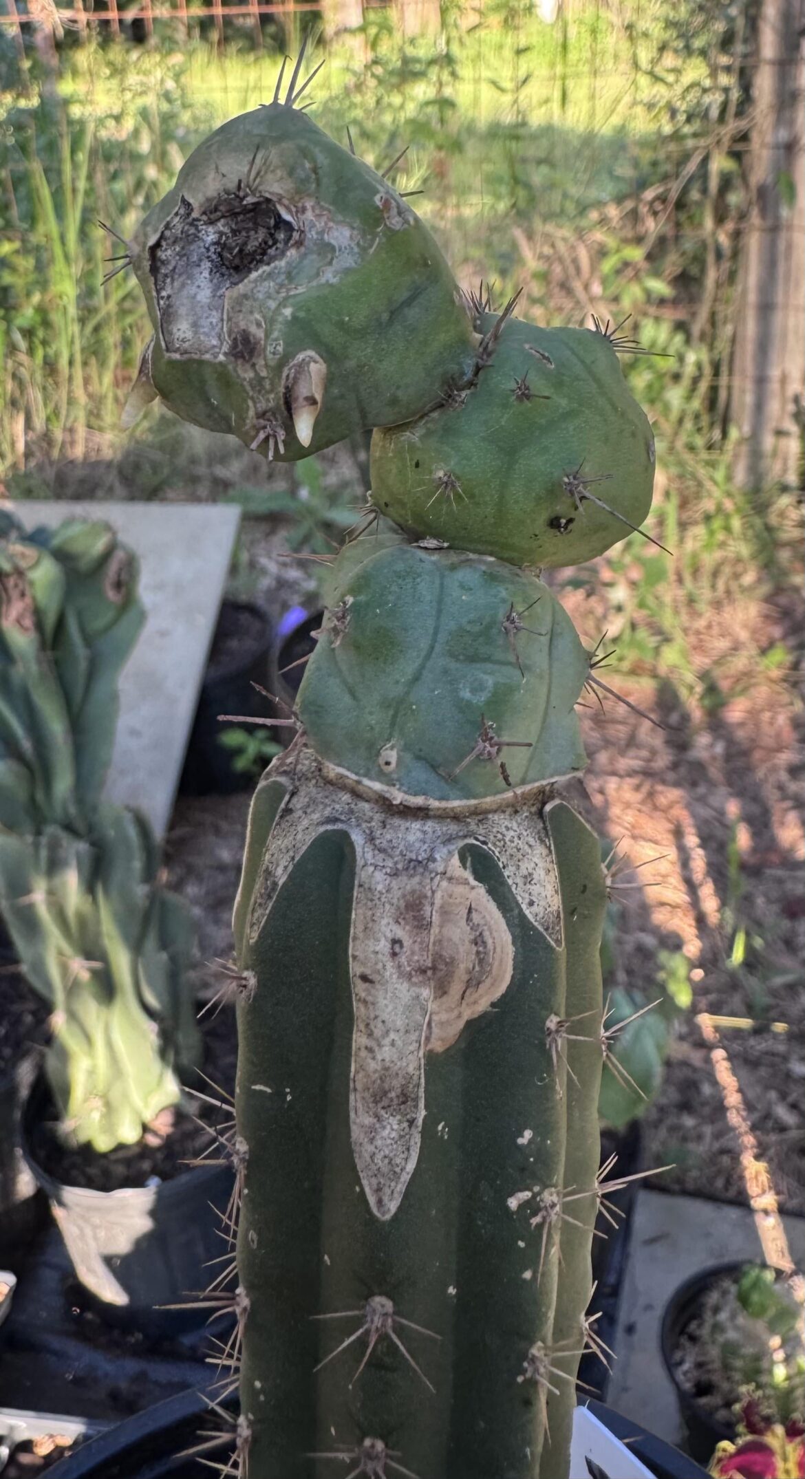 Experiment turned alien 🛸 tbm-b