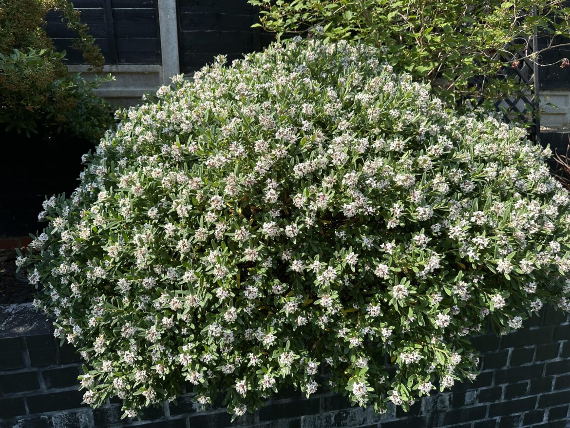 Fragrant Daphne - if you don’t have one of these, get one!!