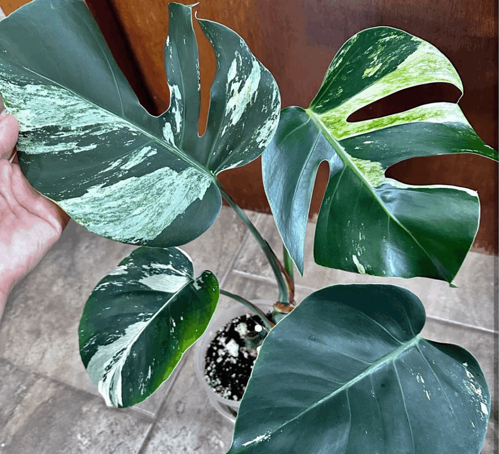 What kind of monstera is this
