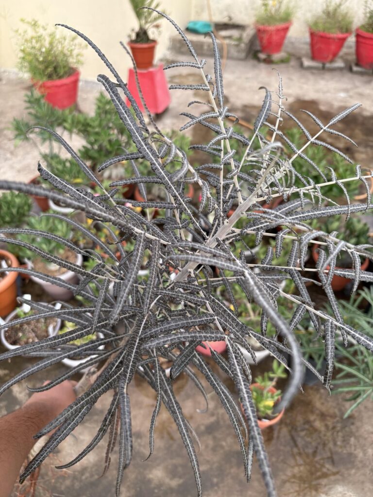 Boswellia elongata!!! It’s about 5 feet tall, and about 1.5 inches across at its thickest!!! It’s a cutting. Last pic from March 2024, as I saw it on the sale post!!!!