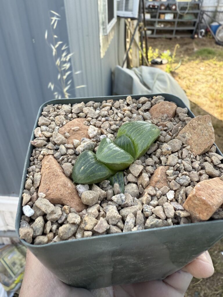 A couple of simple up-pottings turned into a semi-staging 😅