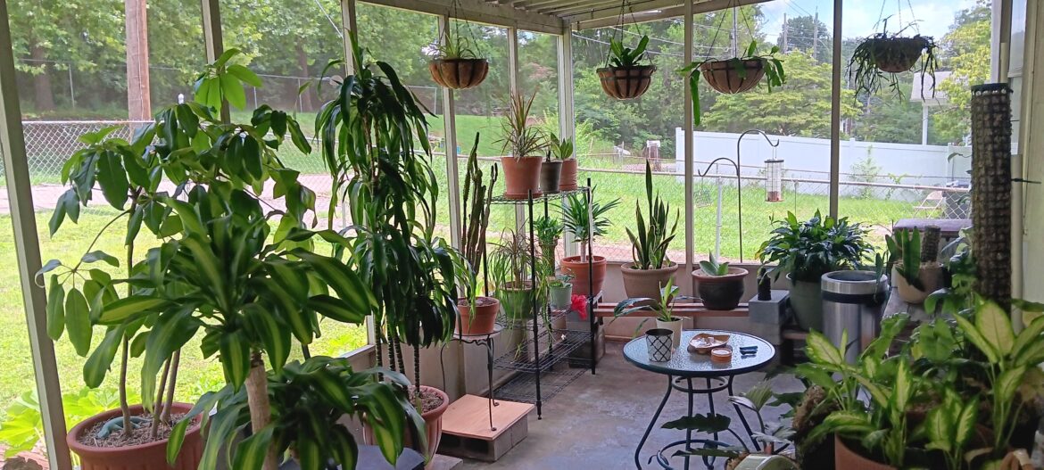 My patio jungle.