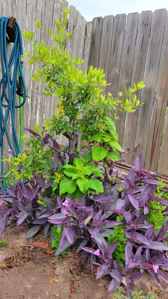 Expert opinion on transplanting