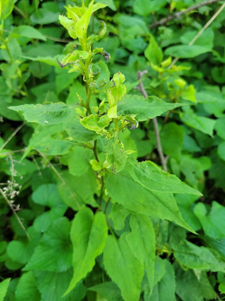Aster yellows advice