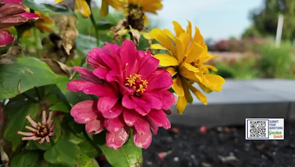 How to grow fresh flower bouquets in your garden How to grow fresh flower bouquets in your garden