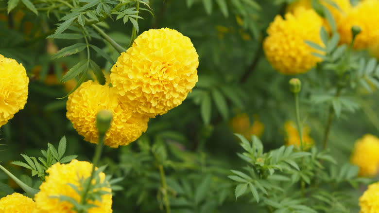 Closeup of the stunning blooms of a yellow-flowering marigold