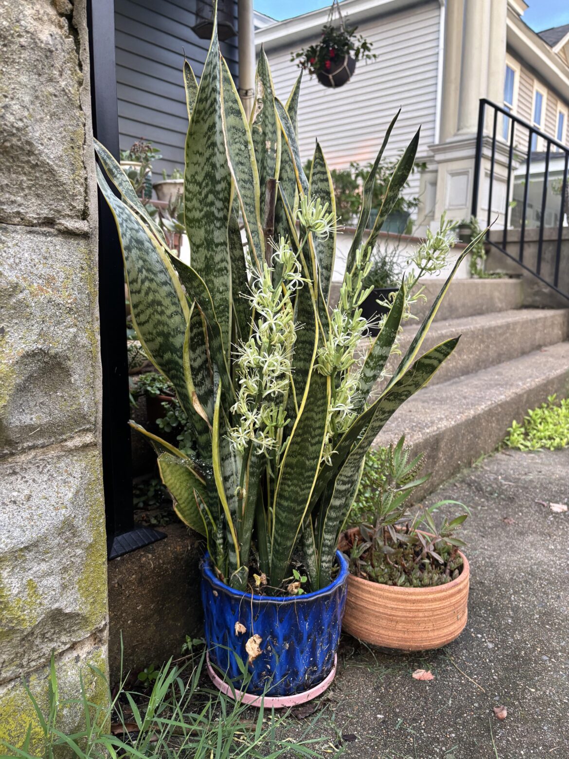 Snake plant blooming
