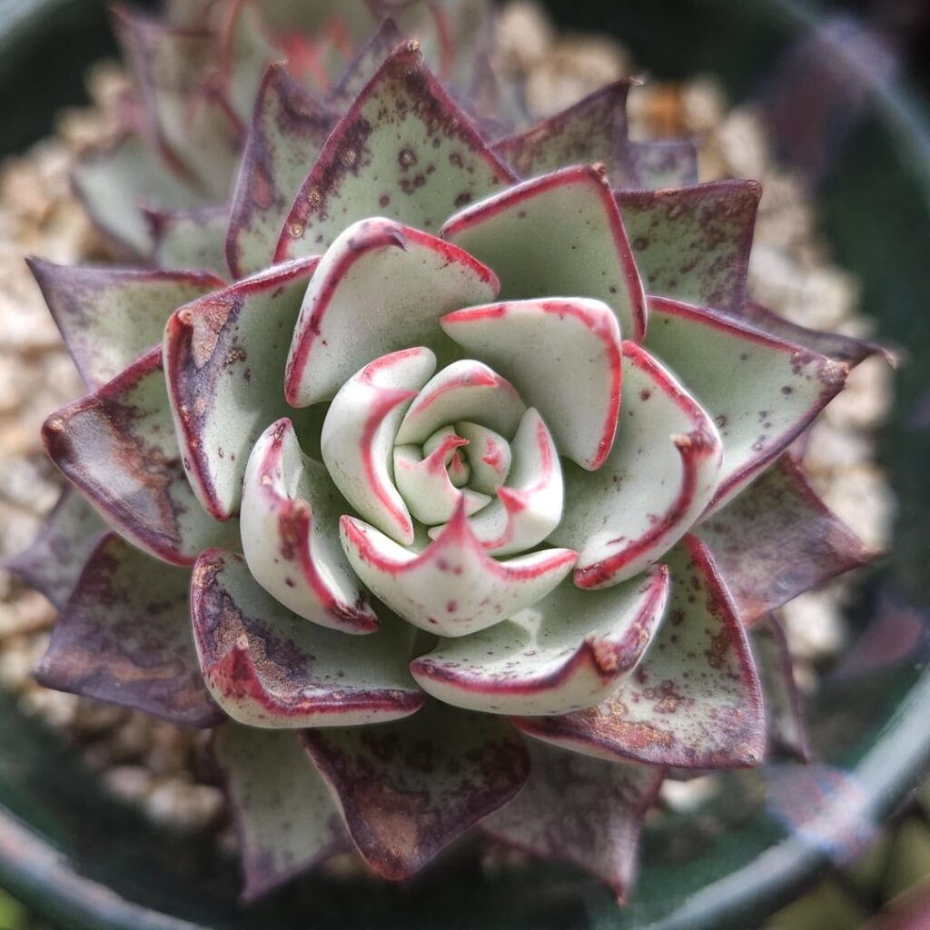 Echeveria strictiflora [Echeveria strictiflora Gray, 1852]