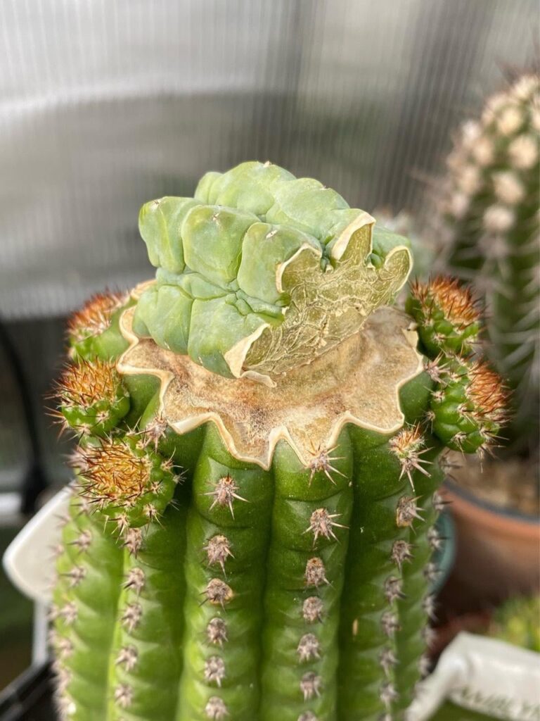interesting results from new graft stock experiment heh