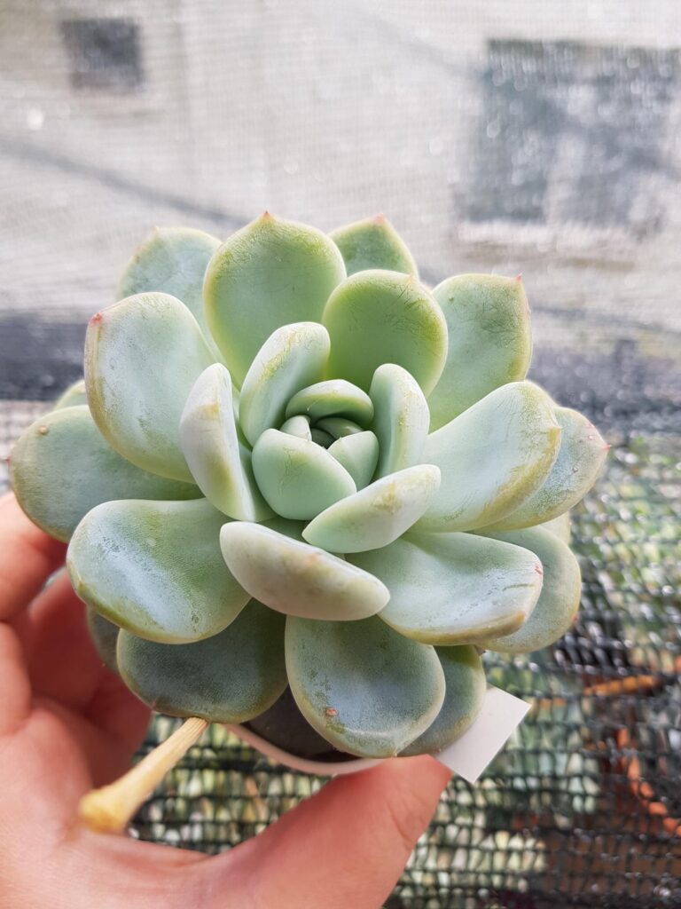 Echeveria Huan Meng