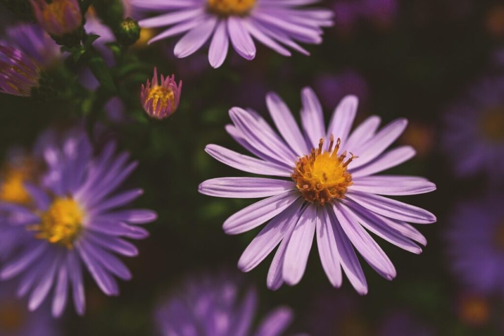 Plant sale to be held in aid of Burnham Area Flower Club on Saturday Plant sale to be held in aid of Burnham Area Flower Club on Saturday