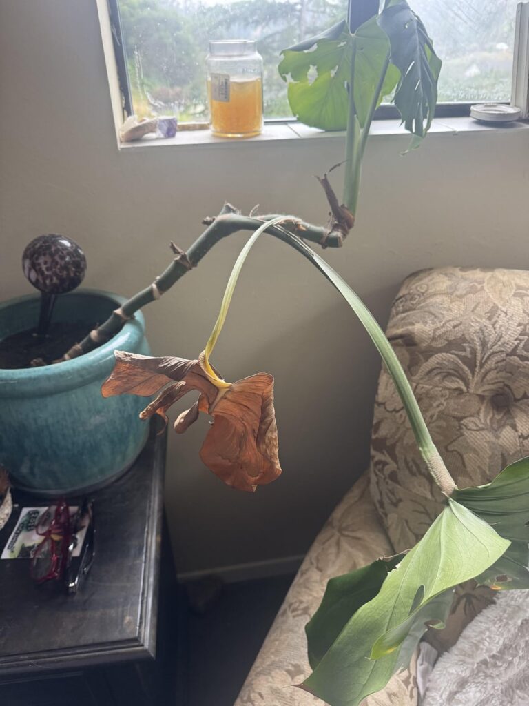 Mom died of cancer and I want to get her plants back to healthy.
