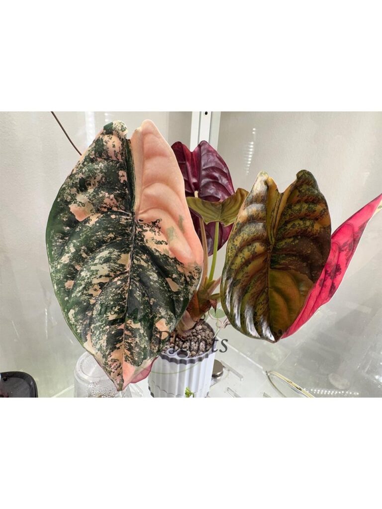 Alocasia Cuprea Caramel Latte