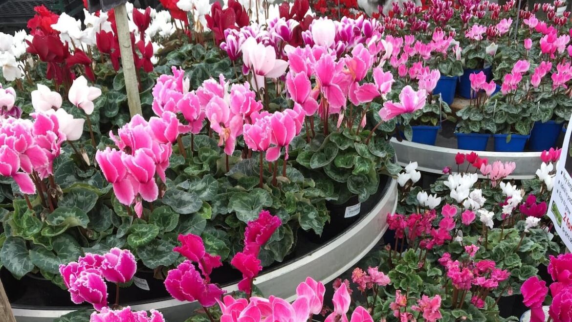 My favourite flowering plants for winter cheer – Gareth Carter My favourite flowering plants for winter cheer - Gareth Carter