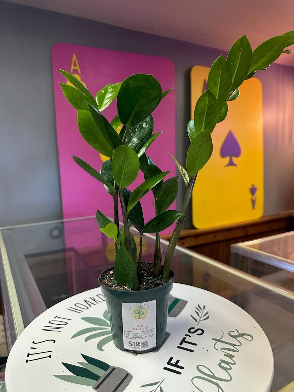 ZZ Plant.