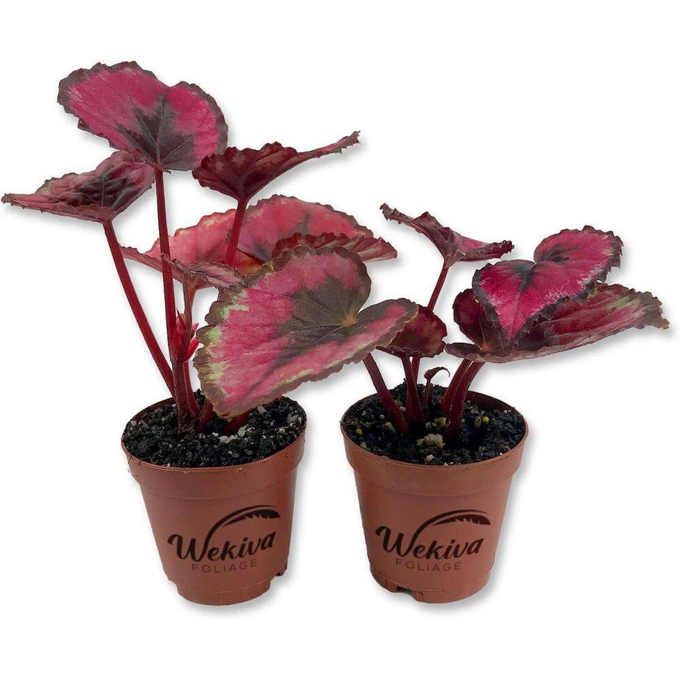 Begonia Rex 'Red Kiss'