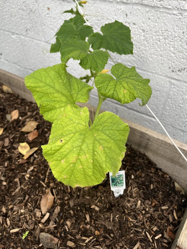 My GFs plants aren’t doing so good and she doesn’t know why.  Any ideas?