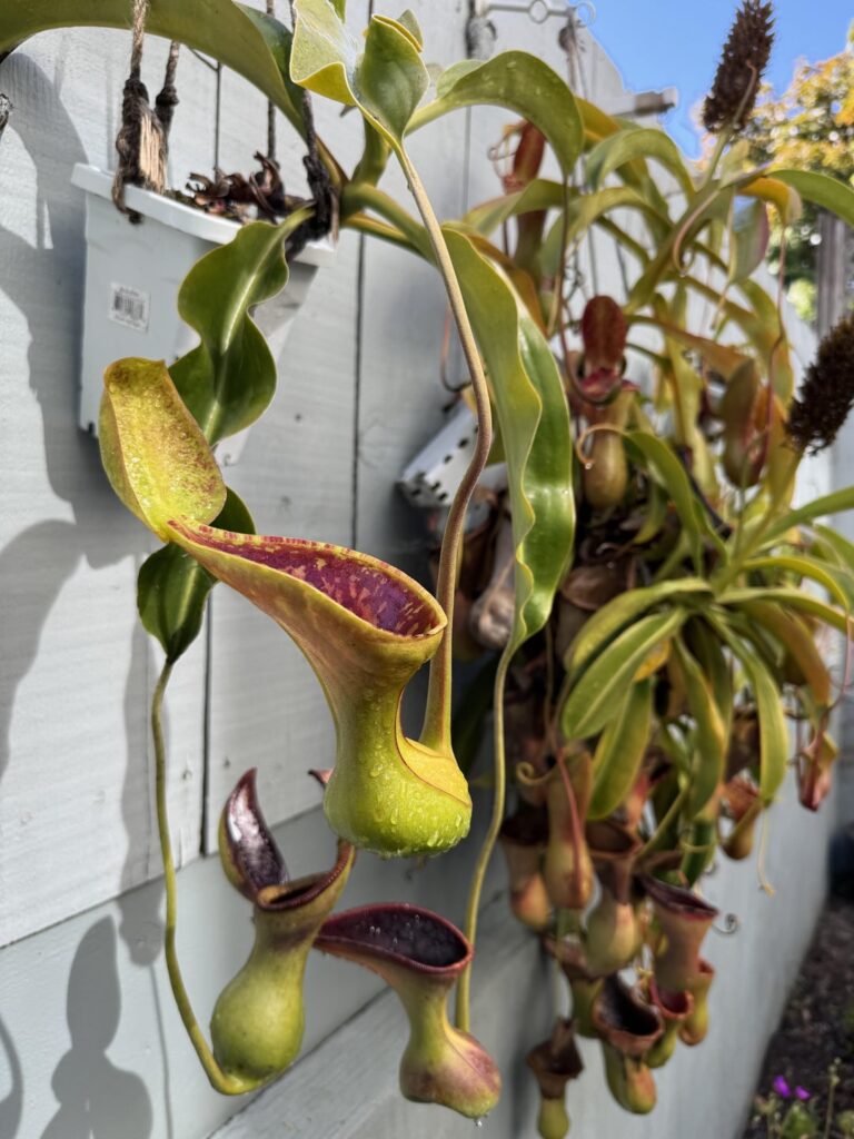 I grow my N.lowii outside year round