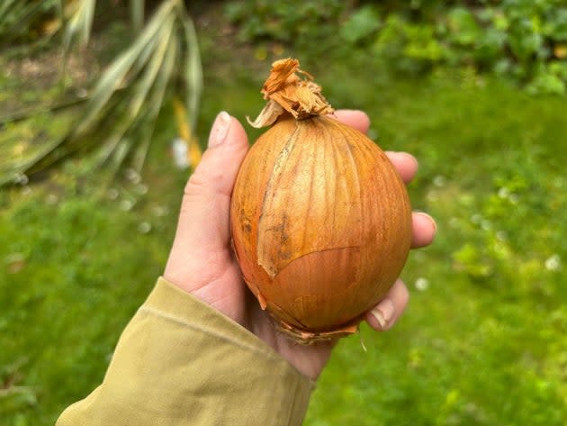 Consider popping an onion in your garden...
